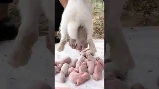 rabbit giving birth first time😎#rabbitgivingbirth #rabbit #shorts #rabbitbaby