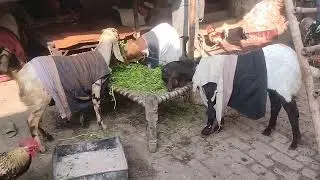 @AligarhGoatFarm-q3x #aligarhgoatfarm #naturalfood #winterprotection #goatfarm  #balaheribakramandi 