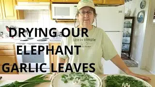 Drying Our Elephant Garlic Leaves for Seasoning!
