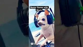 Baxter Games with a Shark #funnydogs #chihuahua #viralshorts #dogvideos