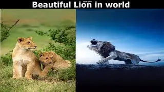 Most beautiful and unique lions in world / M.h muzammil hussain