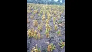 Ginger growing tips. #ginger growing in Uganda