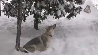 UMA, Cane Lupo Cecoslovacco e la neve - Czechoslovakian  Wolfdog