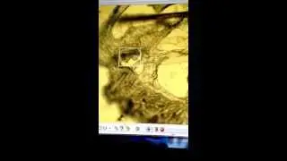 Zeiss PALM MicroBeam IV laser capture micro dissection system catapult with murine nasal cavity.