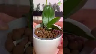 Plant Choir : Orchids Maintenance #orchid #orchids #thegreenearth