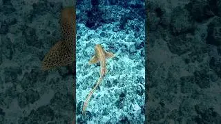 Not all sharks bite&hellip; Meet the chillest predator in the ocean: the Leopard Shark! #leopardshark