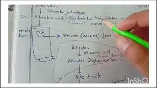 Heme metabolism one shot