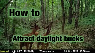 How to attract daylight BUCKS? How to find big bucks on your property!! How to use mock scrapes?