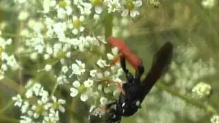Amblyjoppa fuscipennis lumek