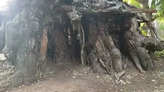 Inside the hobbit / fairy tree at Bingara, NSW, Australia