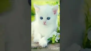 Subscribe my YouTube channel#beautiful cats#trending shots videos#varrel short😍