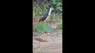 Best bird hunting method✔ Easy bird trap & Amazing Catching Technique #shorts