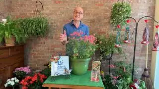 Ultimate Innovations 2Pc Hummingbird Mint Salvia Live Plants on QVC