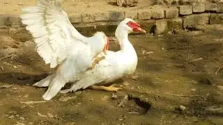 Muscovy Duck Mating | Ducks Mating