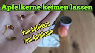 Apfelkerne keimen lassen - Apfelbaum aus Apfelkern ziehen