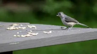 Canon EOS Rebel SL2 Video Test