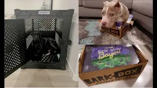 VLOG: DIOR'S FIRST BARK BOX + NEW COLLAPSIBLE IMPACT DOG CRATE