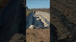 Timelapse of Planting 2000 Strawberry Plants