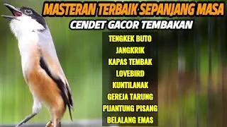 BURUNG CENDET GACOR MATERI PANJANG MASTERAN TERBAIK SEPANJANG MASA