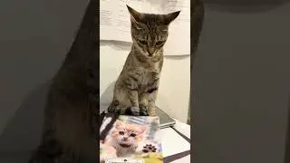 This Is How You Treat the Best Cats in the World 🌍