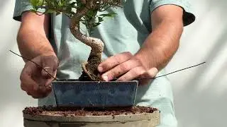 Trapianto del bonsai