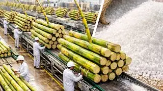How Sugar Is Made – From Sugarcane to Crystal Sugar