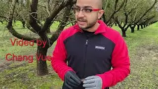 Carpophilus beetle, a new invasive pest in California almonds.
