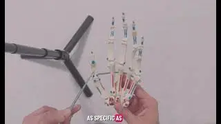 Test Your Knowledge: Hand and Wrist Bony Anatomy