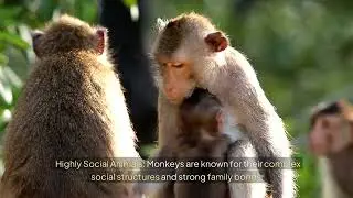 Incredible Monkey Intelligence: Tools, Tricks, and Play #monkey #animal #fun #viralvideo