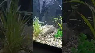 little bass and catfish in cool tank set up!!!