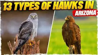 13 Types of Hawks in Arizona (with Pictures)