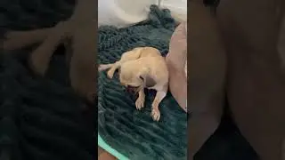Help Pug Puppies With Development Disease Fetch Mobility-Enabling Wheelchairs- update