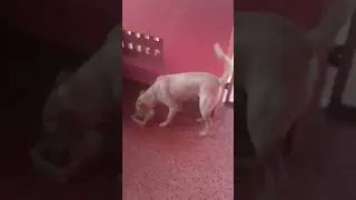 fhayas tea kudikiraanga....🐕🐕🐕
