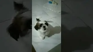 FILHOTE DE SHIH-TZU LATINDO #shihtzubaby