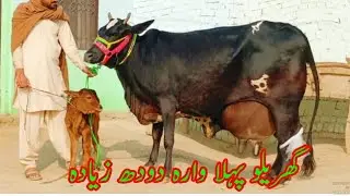 🔴 (03014865352)date.15-1-2026.cholistani wlaitee cross cow for sale on youtube. 