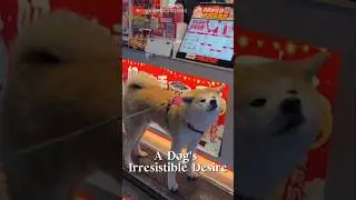 A Dog's Irresistible Desire #dog #animals