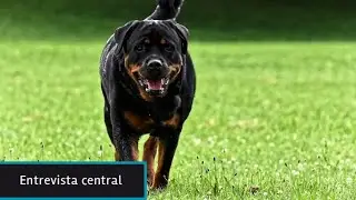 Perros peligrosos: Proyecto de ley que proh&iacute;be 15 razas fue presentado por diputada Reisch (PC)