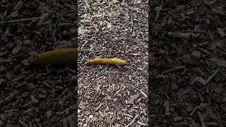 Banana Slug Moves During Break in Heavy Rains (CA Jan 2023)