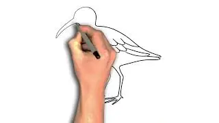 curlew sandpiper drawing image Curlew Sandpiper drawings | Water Birds drawing tutorial ...