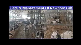 Calves Feed plan at HRM Dairies -