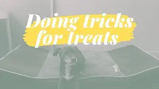My dog doing some tricks for treats | lay down + roll over + bang bang | dog training at home