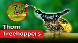 Dope Treehopper: No it's not a tick... its much better!