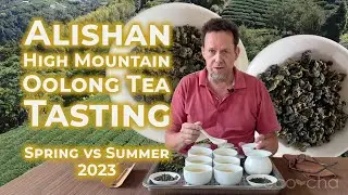 Alishan High Mountain Oolong Tea Comparison - Summer vs Spring 2023 | Eco-Cha Teas