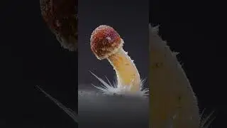 Before VS After Editing & Focus Stacking! #macrophotography #lightroom #focusstacking