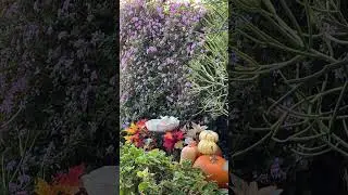 Beautiful Garden/Natures Sounds/Birds Chirping/Peaceful