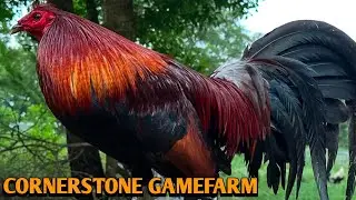 Hatch Grey Blueface - CORNERSTONE FARM