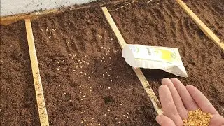 Как прогреть рассаду, чтобы взошли легче?