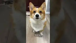Nowadays, you dare not hang out online without some real skills! #Corg
