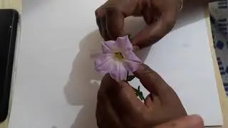 Solanaceae family ( Petunia/Brinjal)