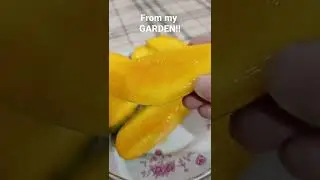 SWEET Ripe Mangoes | Mango